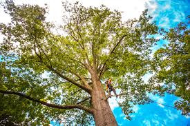 How Our Tree Care Process Works  in  Apache, OK